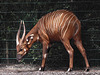 20170615 1915CPw [D~MS] Bogo (Tragelaphus euryceros), Zoo Münster