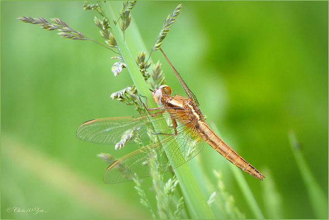 Broad Scarlet, Scarlet Darter ~ Vuurlibel (Crocothemis erythraea), Female ♂