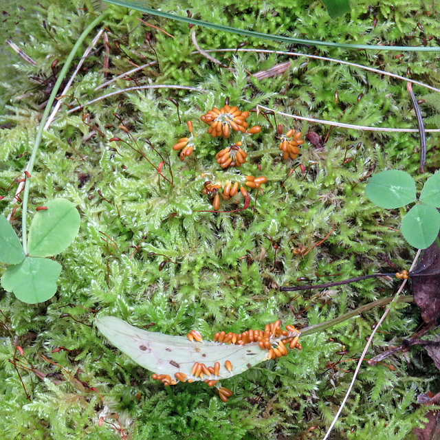 Insect-egg Slime Mold / Leocarpus fragilis