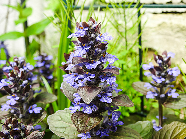 20230510 0084CPw [D~LIP] Kriechender günsel (Ajuga reptans), Bad Salzuflen