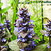 20230510 0084CPw [D~LIP] Kriechender günsel (Ajuga reptans), Bad Salzuflen