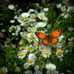 Dans sa forêt de fleurs