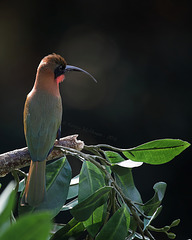 Grünstirnspint (Tropenaquarium Hagenbeck)