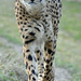 Gepard auf Tour (© Buelipix)