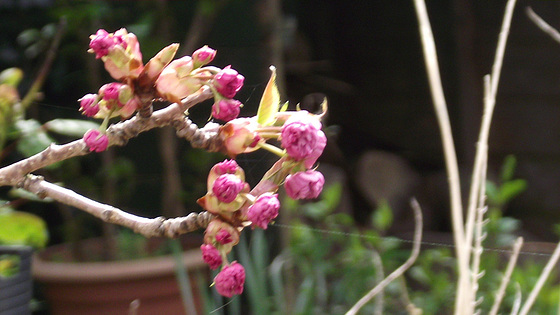 The cherry blossom is starting to bloom