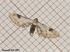 1825 Eupithecia centaureata (Lime Speck Pug)