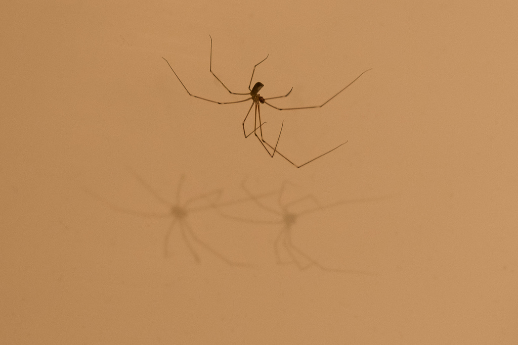 Spider in the bath