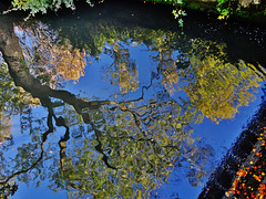 Reflected Tree and Autumn Leaves