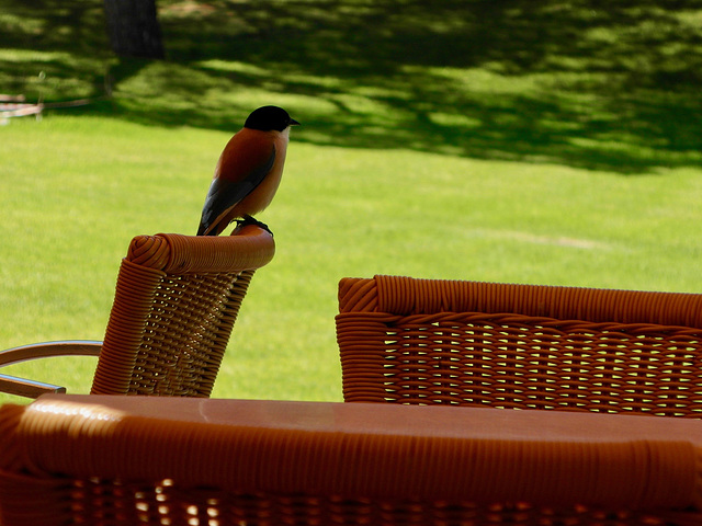 Azure-winged Magpie takes a bit of shade, Alvor (2014)