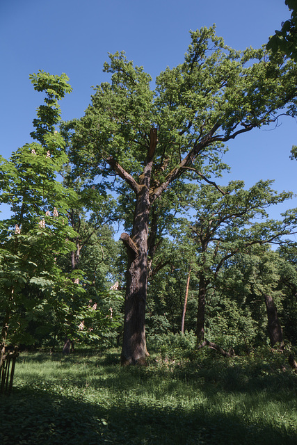 Alt im Favoritepark