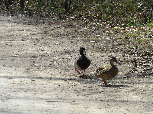 Pärchen unterwegs