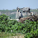 Day 3, Great Blue Herons, the Rookery, Aransas