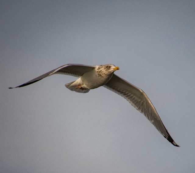 Gull in flight2