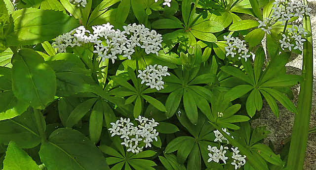 20230510 0085CPw [D~LIP] Waldmeister (Galium odoratum), Bad Salzuflen