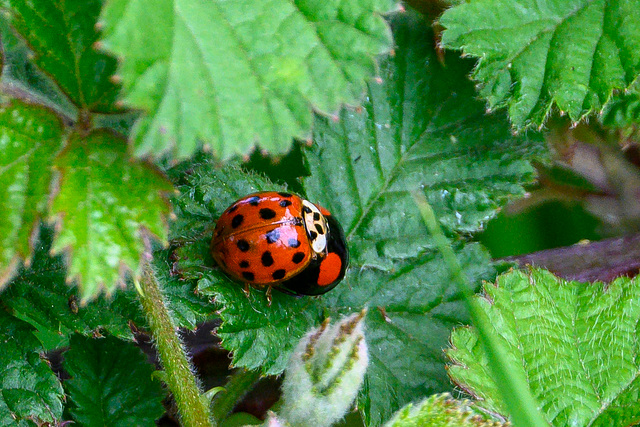 Harlequin Ladybirds mating DTZ 2988