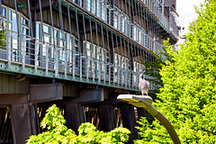 Hamburger Taube