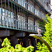 Hamburger Taube