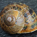 Snail shell