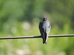 Barn Swallows
