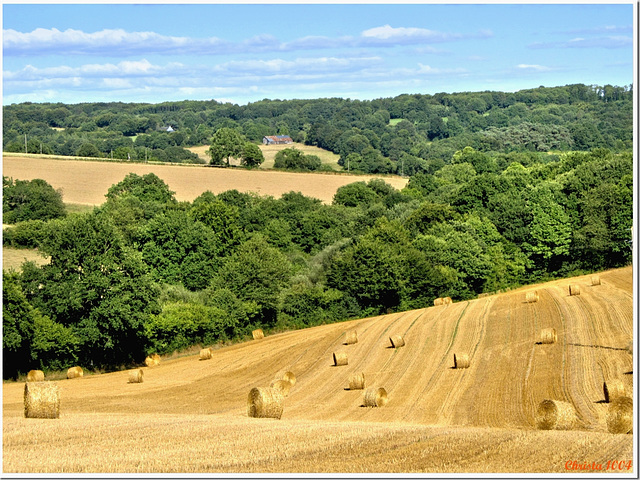 Summer landscape