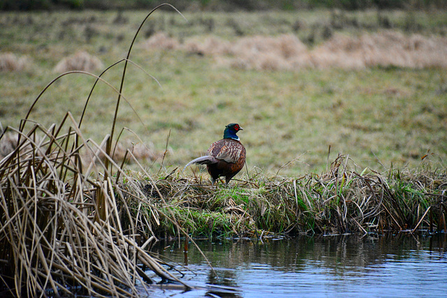 Pheasant