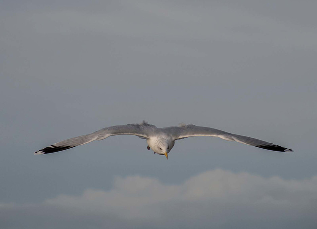 Gull in flight4