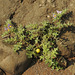 20200217-3482 Solanum virginianum L.