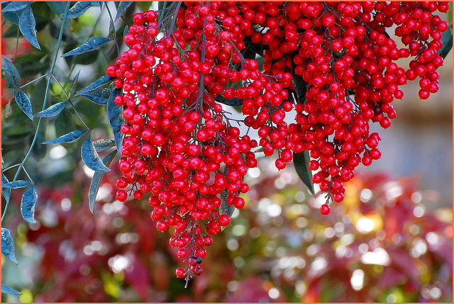 Winterberry