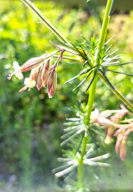 Nickendes Leimktraut (Silene nutans)