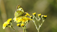 Colias de profil