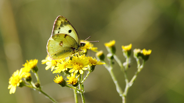 Colias de profil