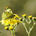 Colias de profil