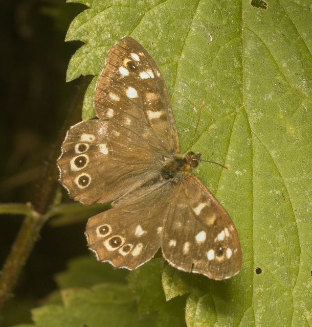 IMG 0967 Butterfly-2