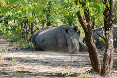 Zambia, Rhino Family Resting in the Mosi-oa-Tunya National Park