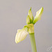 Amaryllis blüht auf