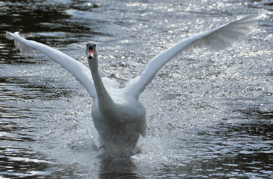 Swan