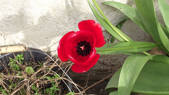 Gorgeous bright red tulip