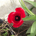 Gorgeous bright red tulip