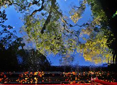 Reflected Tree and Autumn Leaves