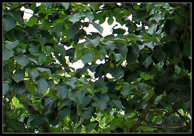 Davidia involucrata  (2)