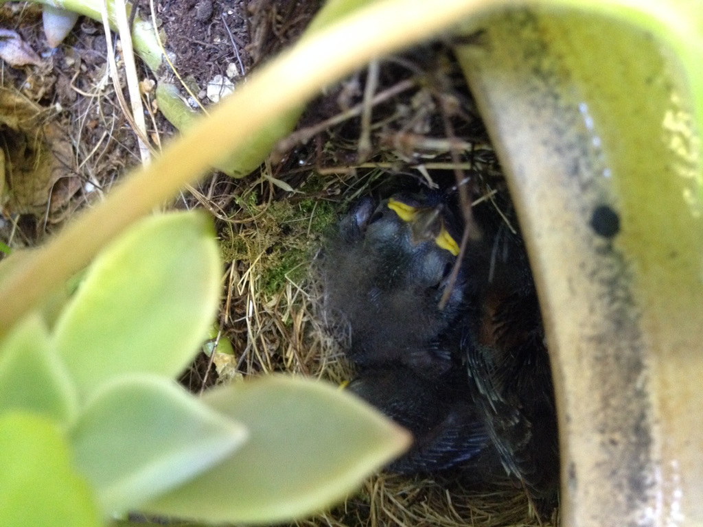 baby juncos