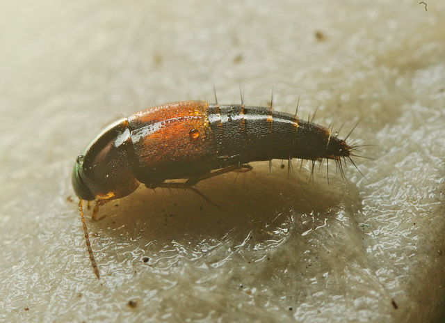 Tachyporus