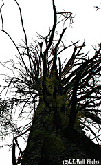 Mossy Trunk, Skeletonized Branches