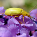 La cistèle jaune.