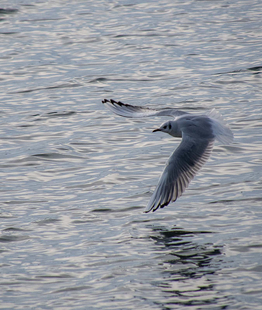 Gull in flight5