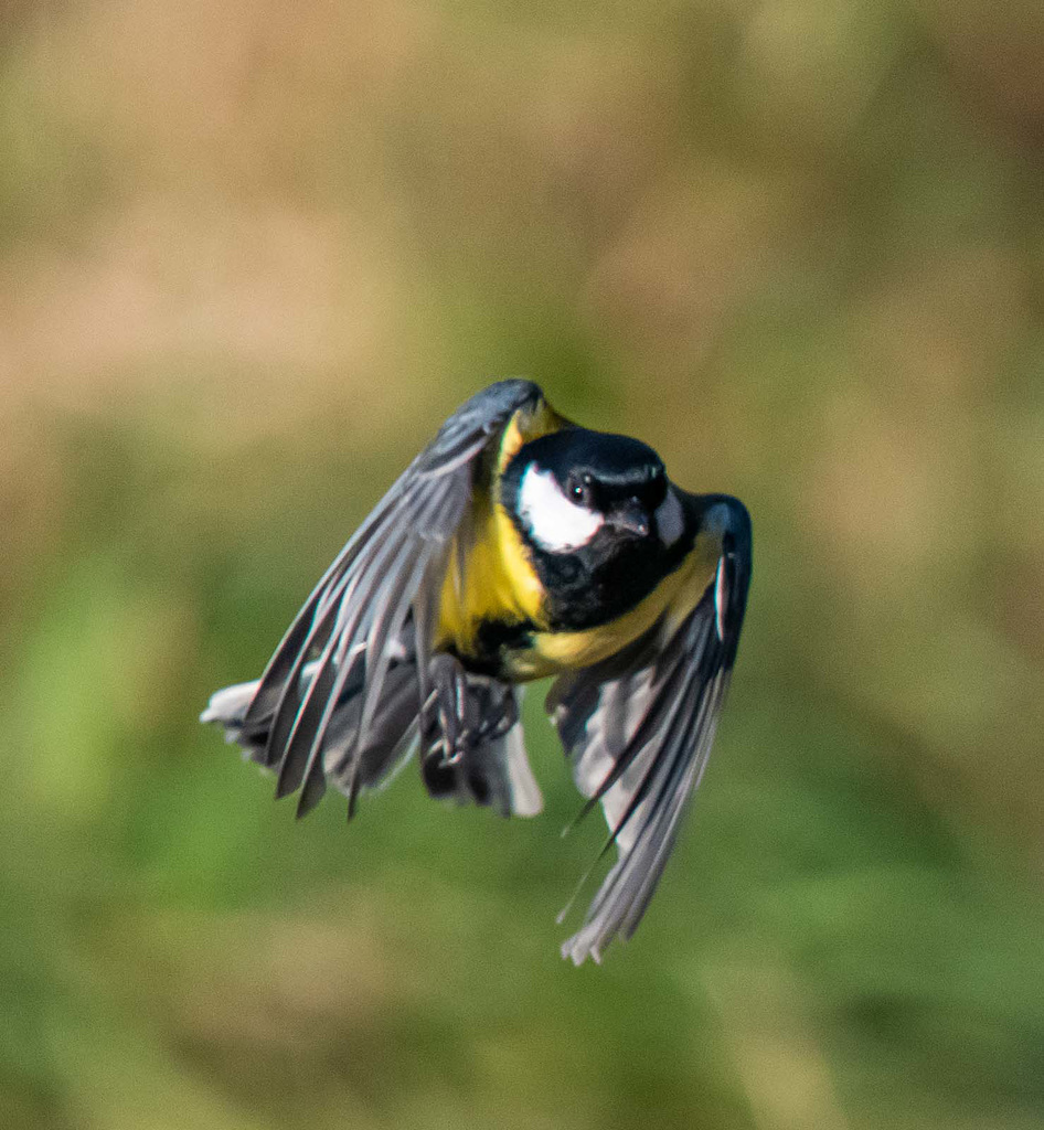 Great tit