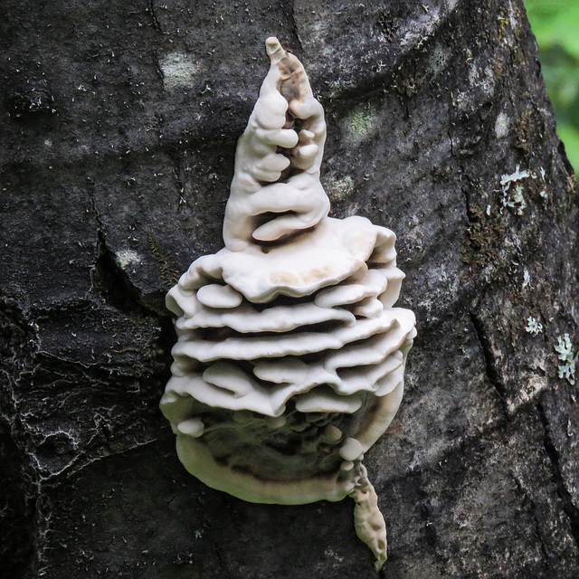 Polypore on tree trunk