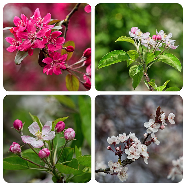 A Blossom Collage