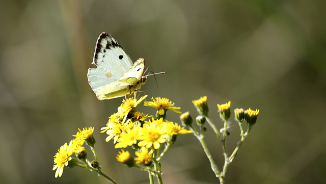 Colias