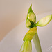 Amaryllis blüht auf